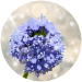 Gilia Marina